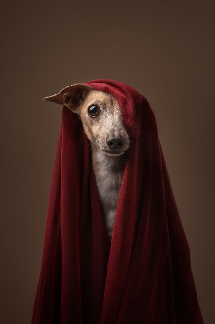 Small dog with curious expression wrapped in deep red blanket in a portrait style best dog photos award winner image.