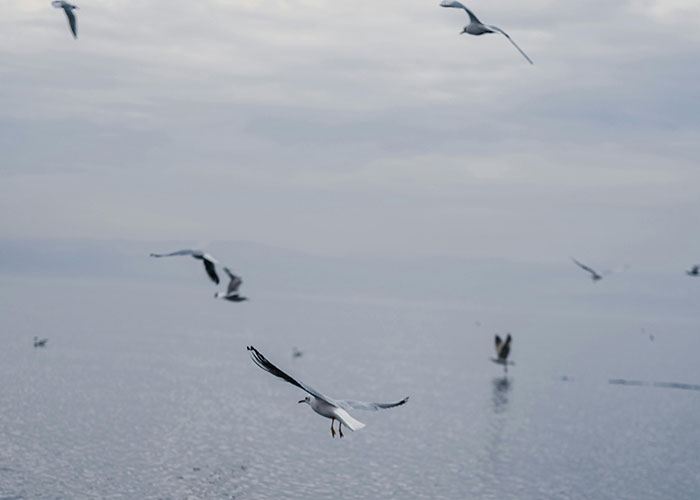 Seagulls flying over a misty sea in a remote and isolated place with a mysterious and eerie atmosphere.