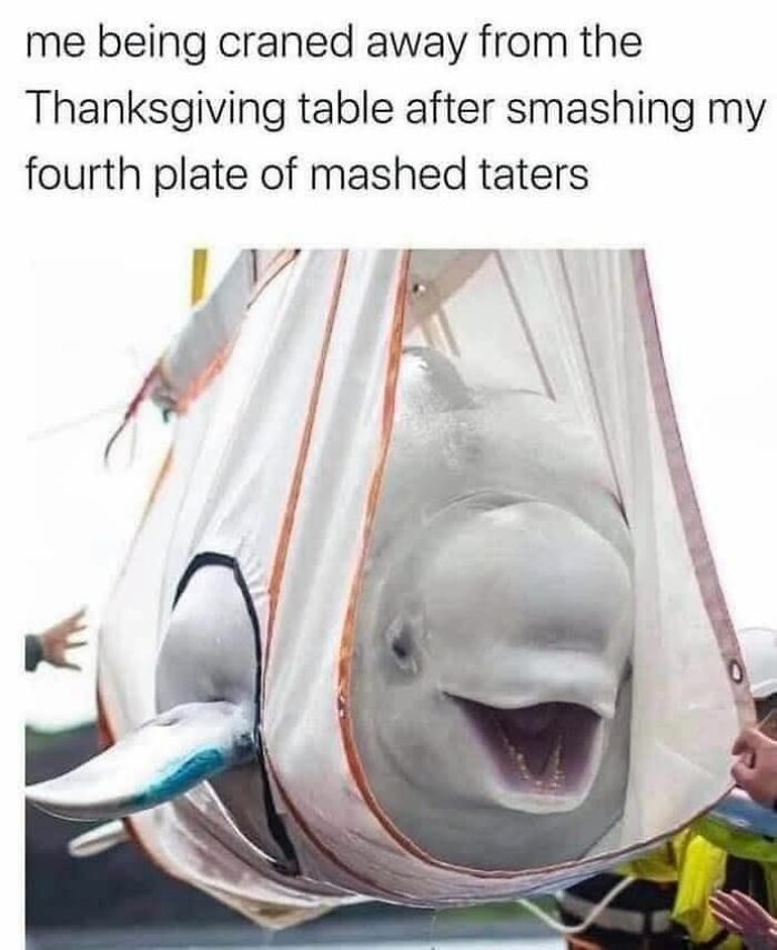 Beluga whale being lifted in a sling with a funny caption, part of cute and sweet animal memes to make you smile.