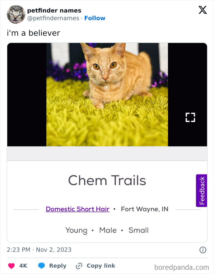 Orange domestic short hair cat named Chem Trails lying on bright green carpet in petfinder animal listing.