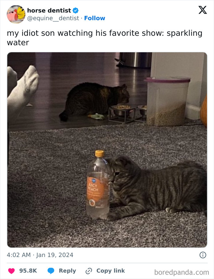 Two cats indoors, one playing with a sparkling water bottle, showcasing animals delighting us with their antics.