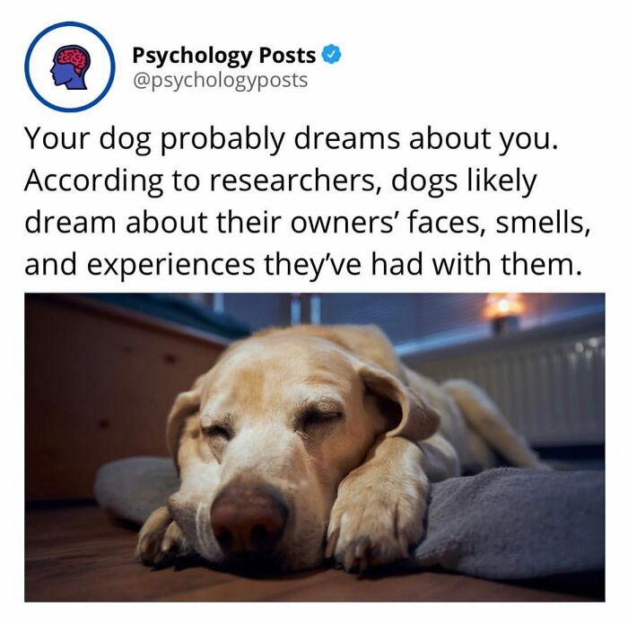 Sleeping dog dreaming on a cushion illustrating fun and fascinating psychology facts about dreams and behavior.