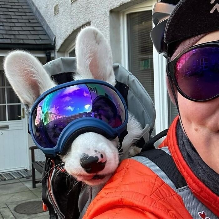 Dog wearing reflective goggles in a backpack, ready for city adventures with its owner in an urban setting.