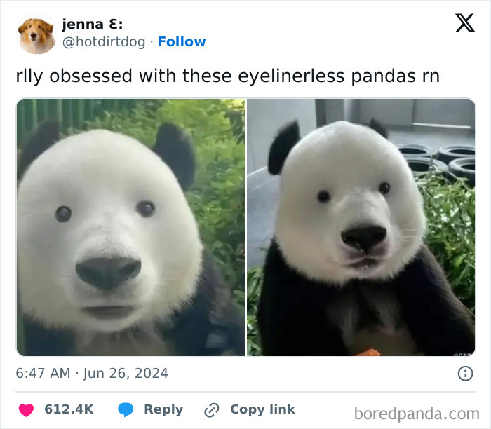 Two pandas without typical eye markings, shown in funny and wholesome animal posts to cleanse your feed.