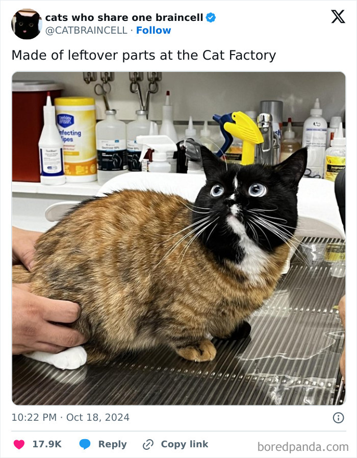 Cat with mismatched fur colors on medical exam table, creating a cute and sweet animal meme to give a reason to smile.
