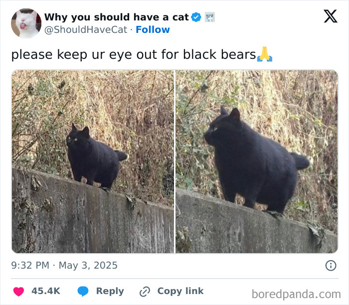 Black cat standing on a concrete ledge in nature, fitting the theme of cat memes for holiday enjoyment.