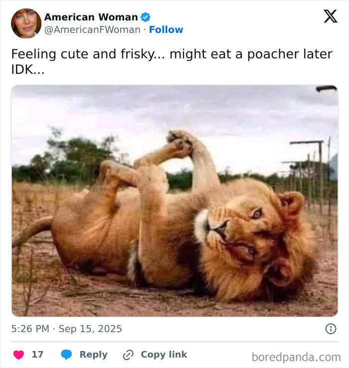 Playful lion cub lying on its back in a natural setting, one of the cute and sweet animal memes to give you a smile.