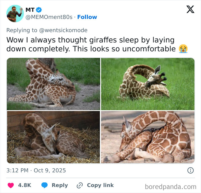 Four images of a giraffe lying down in different curled and twisted positions in nature, showing cute and sweet animal memes.