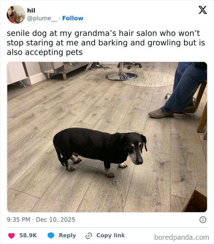 Small black dog standing on wooden floor in a hair salon, part of popular animal memes to lighten heavy thoughts.