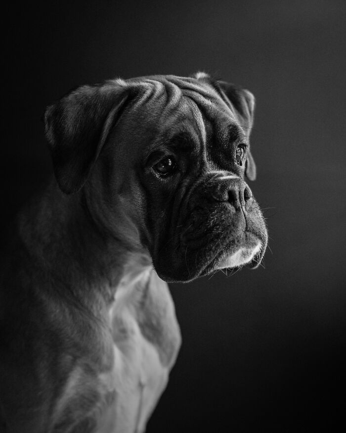Close-up black and white portrait of a dog showcasing one of the best dog photos chosen by International Pet Photography Awards