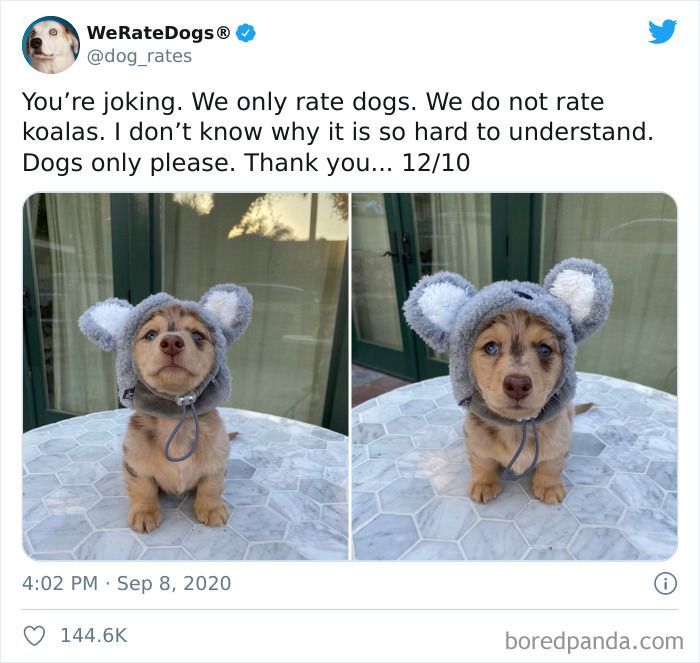 Two cute dogs posts featuring a puppy wearing a grey koala hat sitting on a white table outdoors.