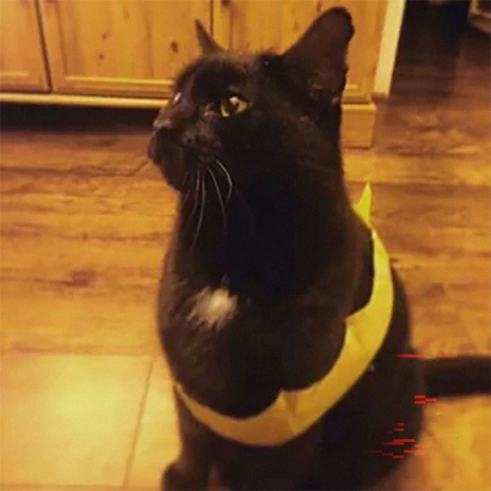 Black cat with a yellow harness sitting on a wooden floor, representing old cat in a pet conflict scenario. Black cat with a yellow harness sitting on a wooden floor, representing old cat in a pet conflict scenario.