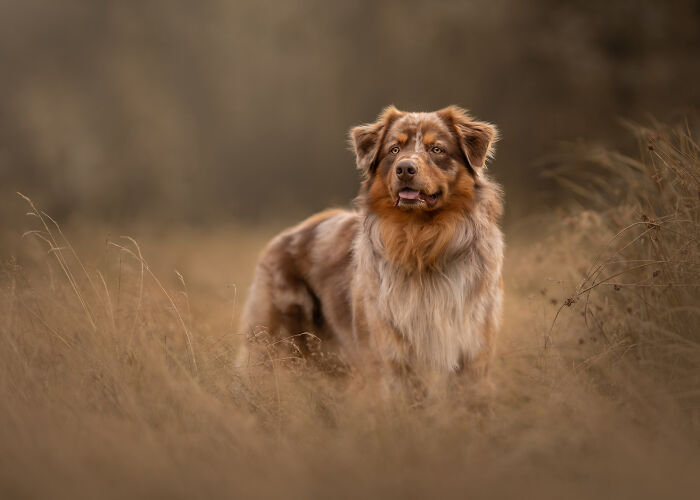 Australian Shepherd dog standing in a field with dry grass, featured in the best dog photos by International Pet Photography Awards