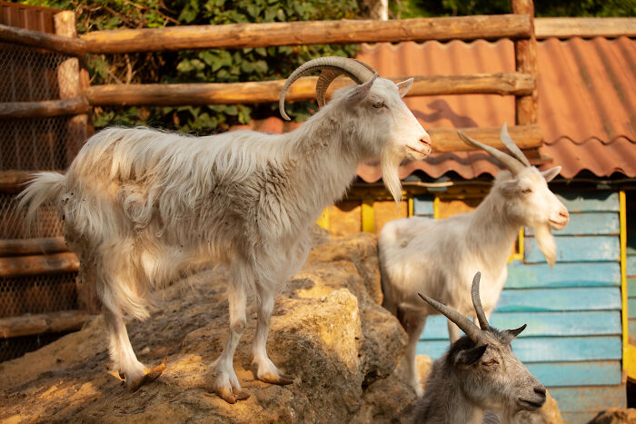 Three goats with curved horns standing on rocks near a wooden fence, illustrating bizarre neighbor window sights.