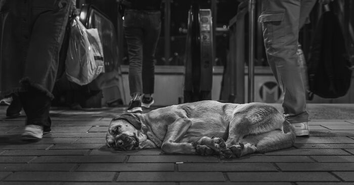 Stray dog lying on sidewalk surrounded by pedestrians, captured in a compelling dog photo with artistic black and white contrast.