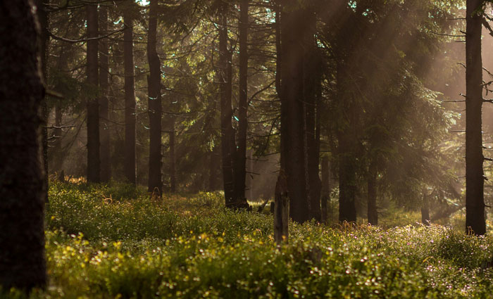 Sunlight filtering through tall trees in a dense forest with lush green undergrowth in the woods at dawn.
