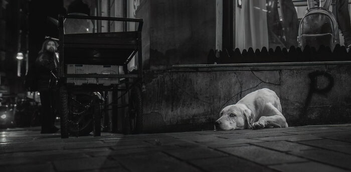 Black and white photo of a dog lying on a city street corner, featured in best dog photos from International Pet Photography Awards.