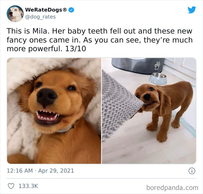 Cute dogs posts showing a golden puppy smiling with new teeth and playing tug-of-war with a blanket indoors.