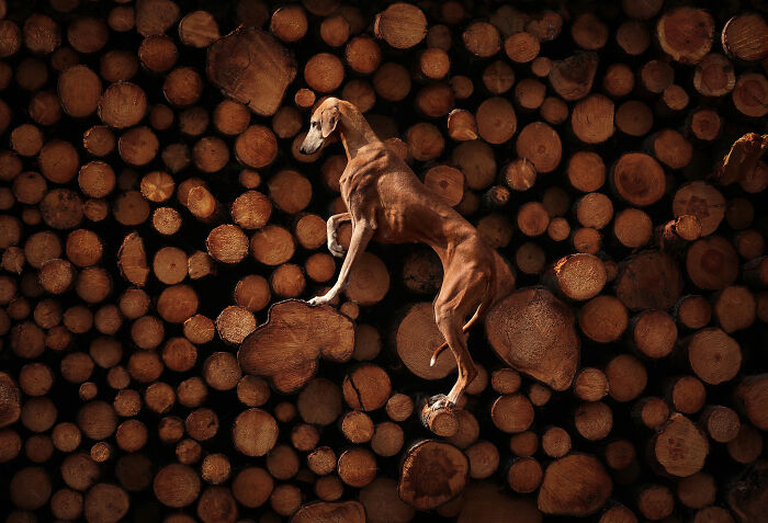 Brown dog climbing on stacked logs with warm lighting, featured in the best dog photos by International Pet Photography Awards