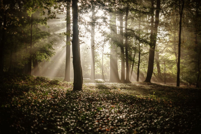 Sunlight streaming through tall trees in a dense forest illustrating people who couldn't sleep after spending time in the woods.