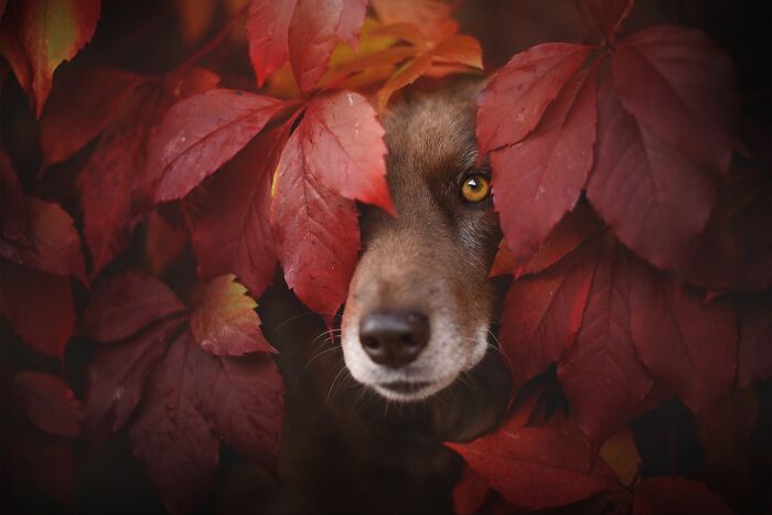 Dog peeking through red autumn leaves, one eye visible, showcasing artistic pet photography with rich color contrasts.