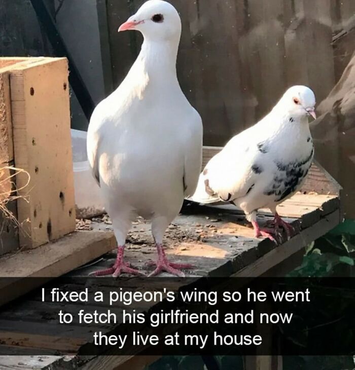 Two white pigeons standing on a wooden ledge, depicting a sweet and wholesome moment of care and companionship.