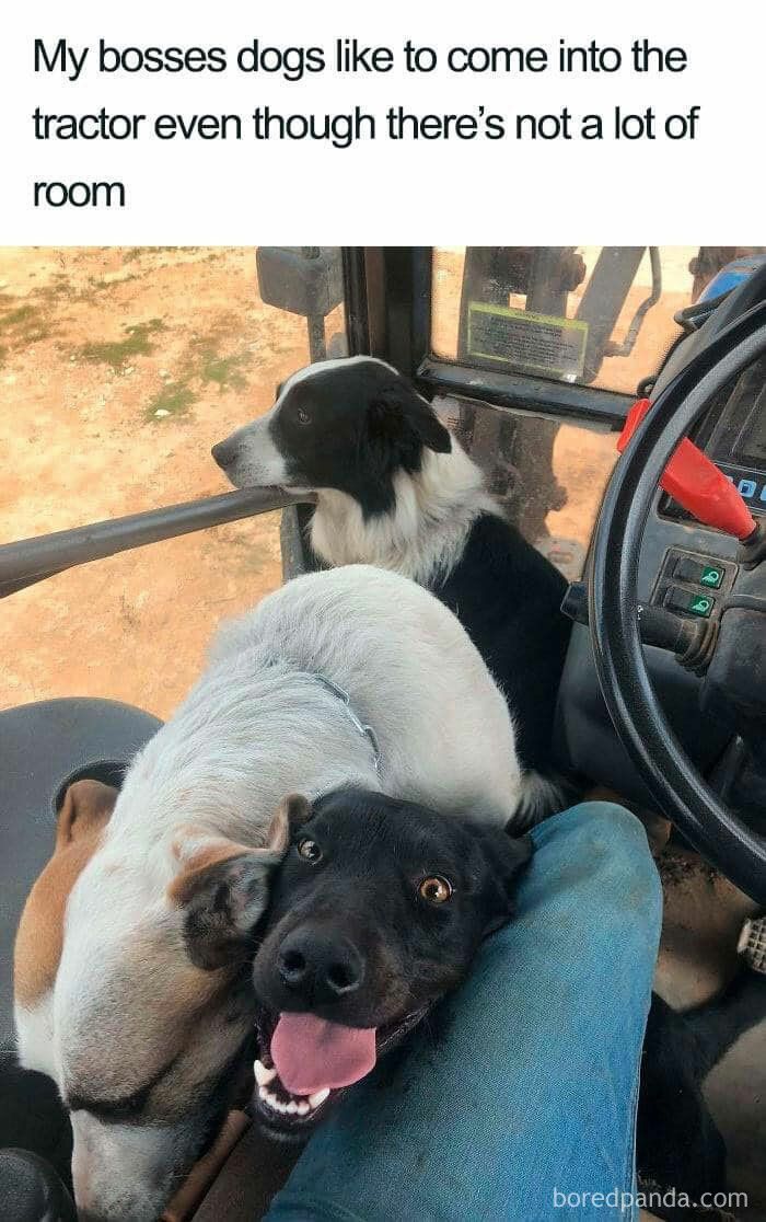 Three cute dogs crowded inside a tractor cabin, one looking happy and resting on a person's lap in a cute dogs posts moment.