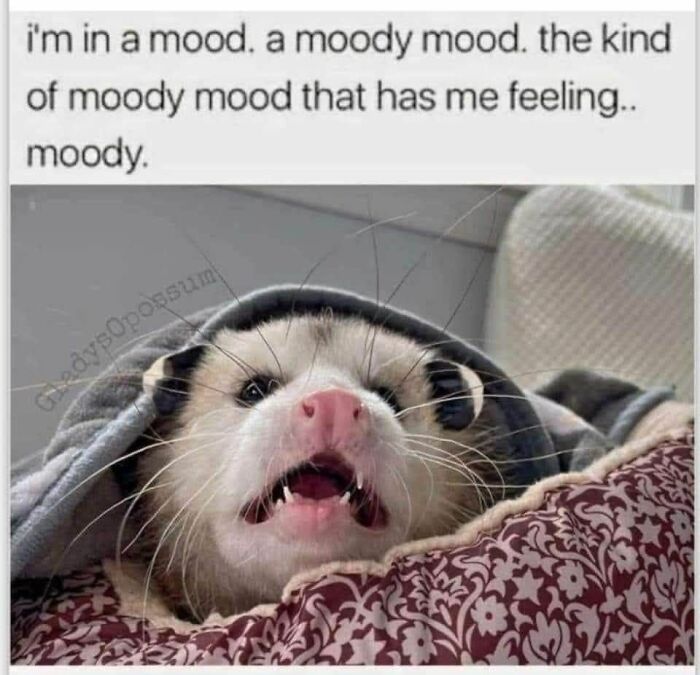 Possum with an open mouth under a blanket, captioned about feeling moody, as a cute and sweet animal meme.