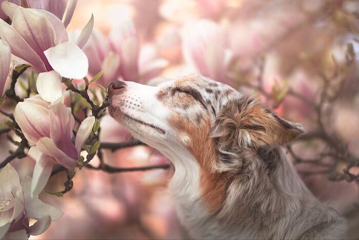 Dog gently smelling pink magnolia flowers in a soft-focus outdoor setting, capturing beautiful pet photography.