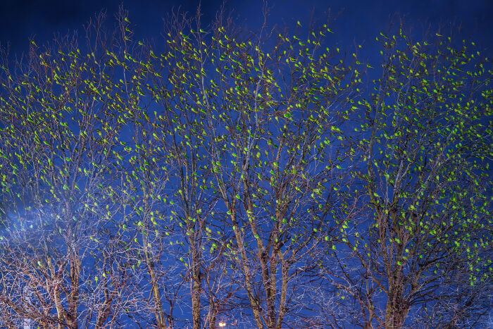 Don't Be Fooled, You See Leaves On A Tree In London In Winter, Not 1,000 Green Parrots