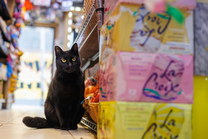The Bodega Cat Union Finally Has A Contract On The table The Bodega Cat Union Finally Has A Contract On The table