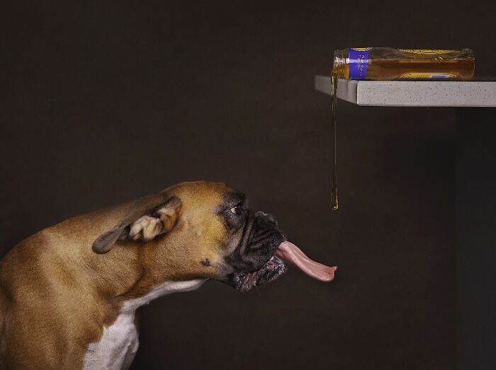 Brown dog with tongue extended trying to lick honey dripping from a tilted jar in one of the best dog photos.
