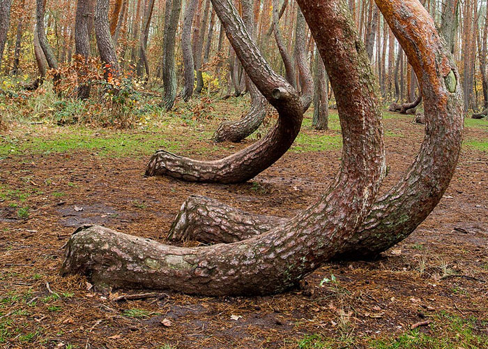 Curved pine trees in a forest, one of the places from around the world that look AI generated but are actually real.