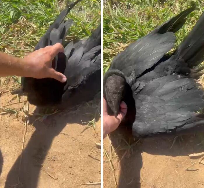 A wild vulture showing close bonding with a human, lying on the ground while being gently petted outdoors. A wild vulture showing close bonding with a human, lying on the ground while being gently petted outdoors.