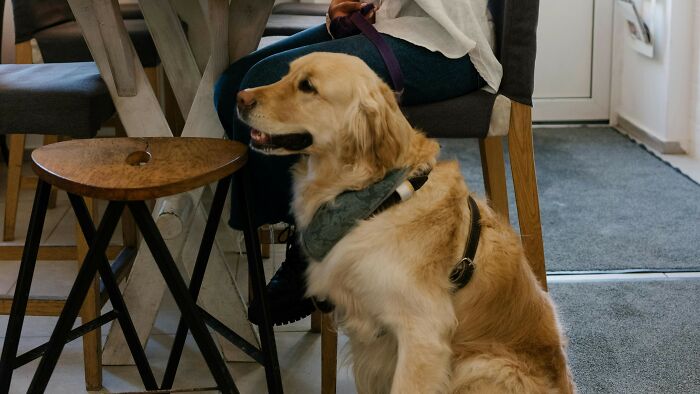 Golden retriever sitting beside a person at a table in an ambiguous situation to cast your vote for fault and right.