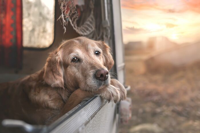 Golden retriever resting its head on a truck window with a sunset in the background in stunning dog photo.