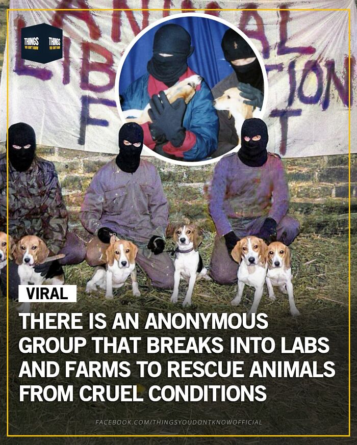 Masked animal rescuers with dogs, highlighting compelling facts and stories for great conversation starters at a dinner party.