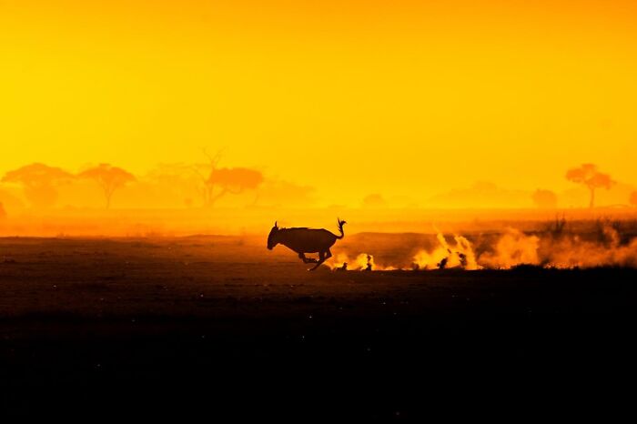 Wildlife silhouette of a running antelope at sunset with smoky golden sky and distant trees in the background.