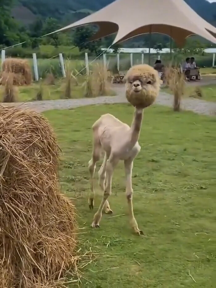 Shaved alpaca with a round fluffy head standing near hay bales in a grassy area, an interesting new pic shared online.