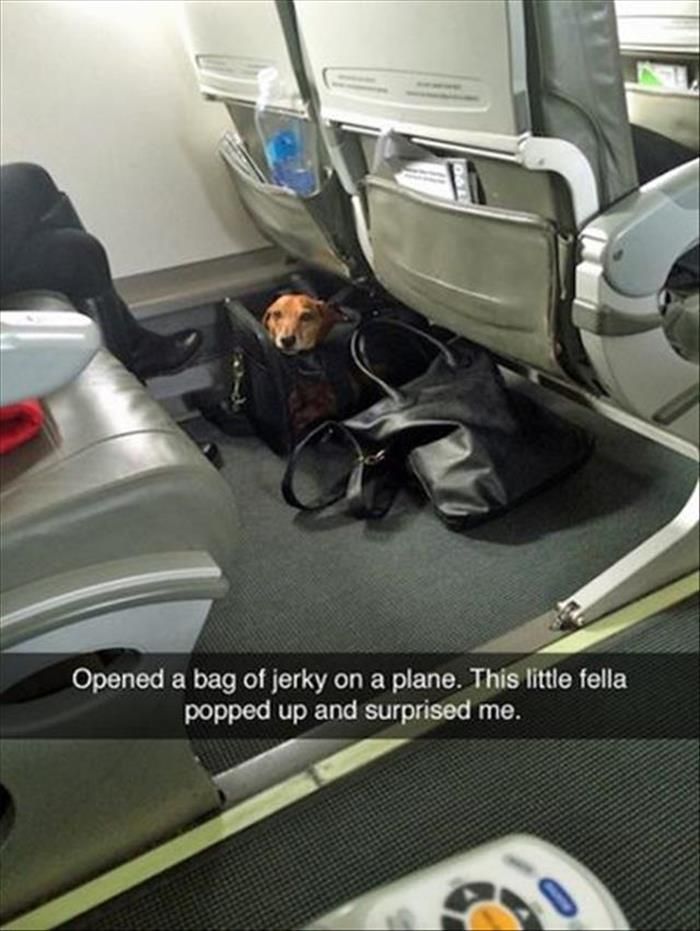 Small cute dog peeking from a bag under airplane seats, surprising passenger, a charming moment for cute dogs posts.