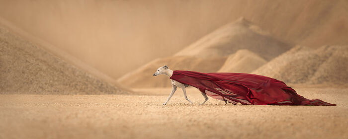 Sleek dog wearing a flowing red cape walking across a desert landscape in one of the best dog photos in the world.