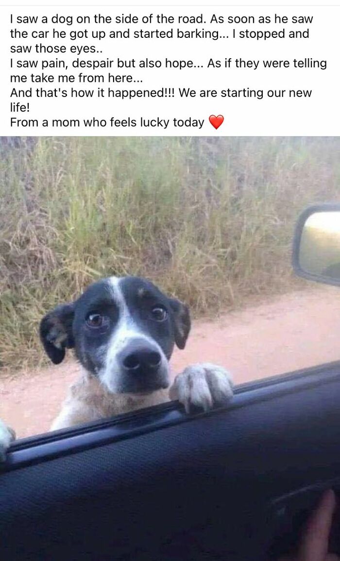 A cute dog looking hopeful outside a car window, capturing a heartfelt moment from cute dogs posts.