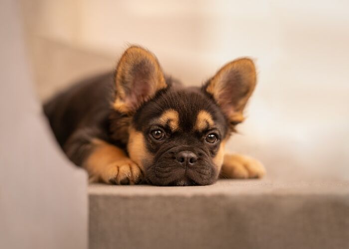 Cute brown and black puppy lying down, captured in one of the best dog photos by the International Pet Photography Awards