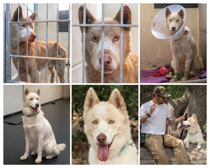 Collage of dog photos featuring a white dog with blue eyes in various settings, showcasing best dog photography.