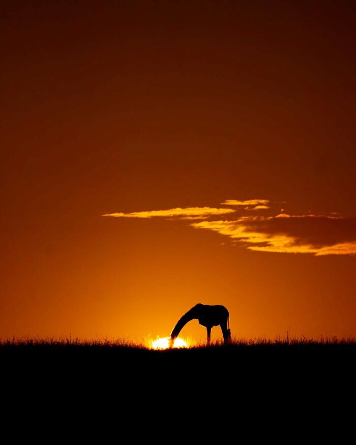 Giraffe wildlife silhouette at sunset with glowing orange sky and grassy horizon in a stunning natural scene