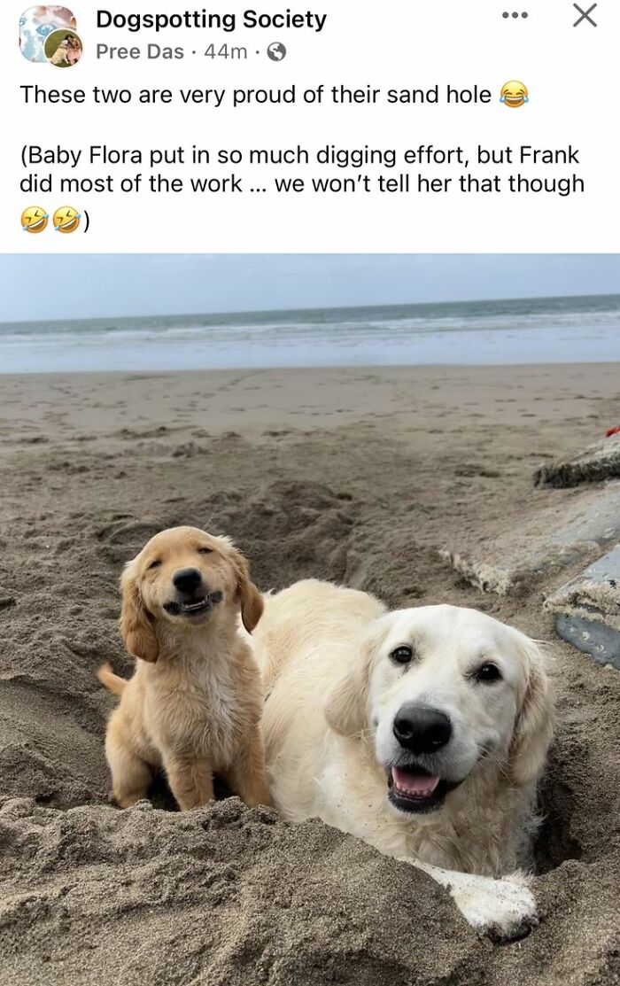 Two cute dogs posing proudly in a sand hole on the beach, showcasing adorable and playful moments for cute dogs posts.