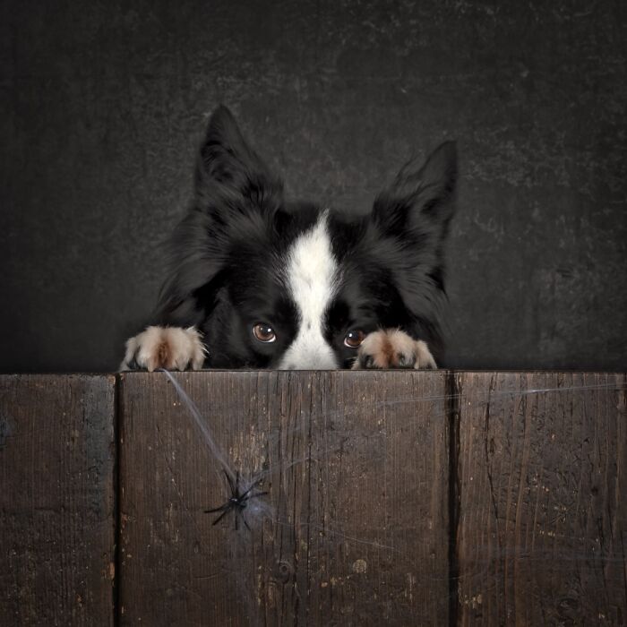 Border collie peeking over wooden fence with spider web in focus in one of the best dog photos from pet photography awards