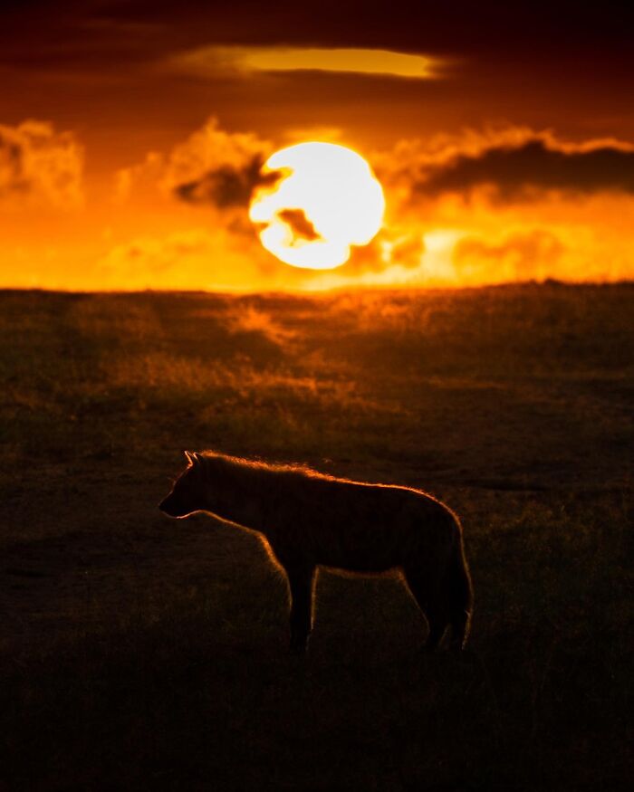 Wildlife silhouette of a hyena at sunset with vibrant orange sky and glowing sun in the background.