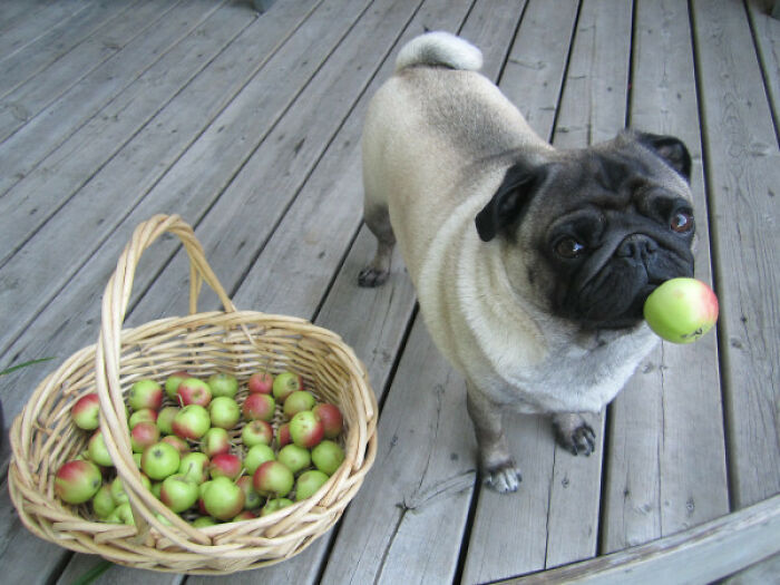 Pug caught sneaky pet trying to steal food with an apple in its mouth near a basket of apples on wooden floor.