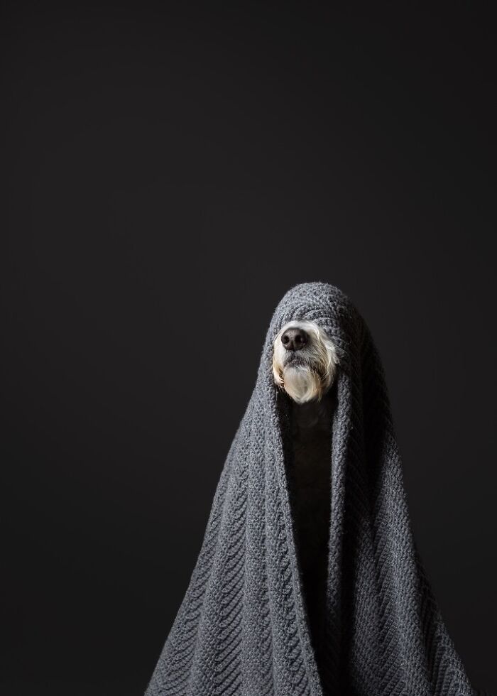 Dog covered with a textured gray blanket against dark background in one of the best dog photos from pet photography awards.